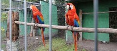 criadores-de-animais-sao-jose-de-ribamar-1380766478