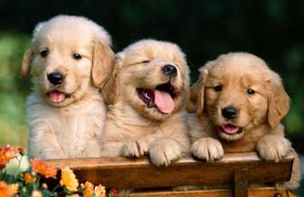 Animais de Estimação - Foto 1