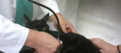 veterinários-sao-jose-de-ribamar-1380804145