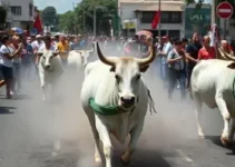 corrida em São José de Ribamar